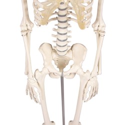 Skelet Patrick - mini