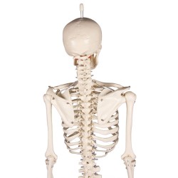 Skelet Patrick - mini