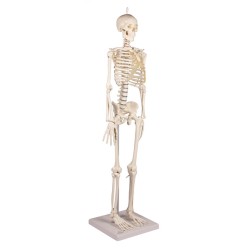 Skeleton Patrick - Mini