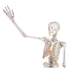 Skelet Peter