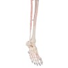 Skelet Peter