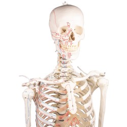 Skeleton Peter