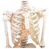 Skeleton Peter