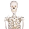 Skelet Willi