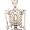 Skelet Willi
