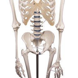 Skeleton Willi