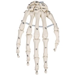 Håndmodel m. nummererede knogler