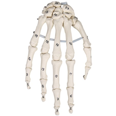 Håndmodel m. nummererede knogler