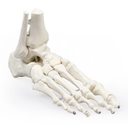 Foot model w. tibia and...