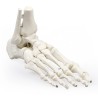 Foot model w. tibia and calf legs