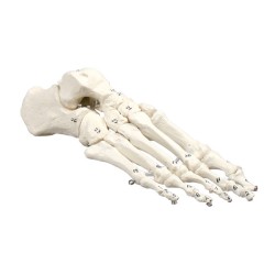 Fodmodel m. nummererede knogler