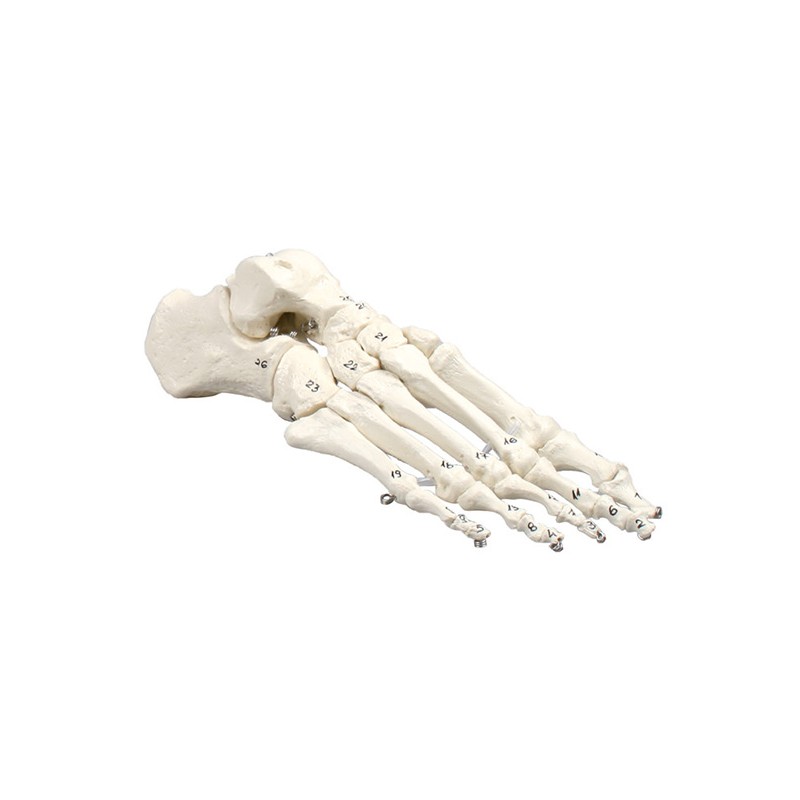 Foot model w. numbered bones