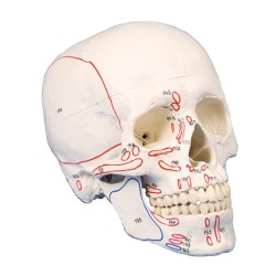 Skull w/muscle markings