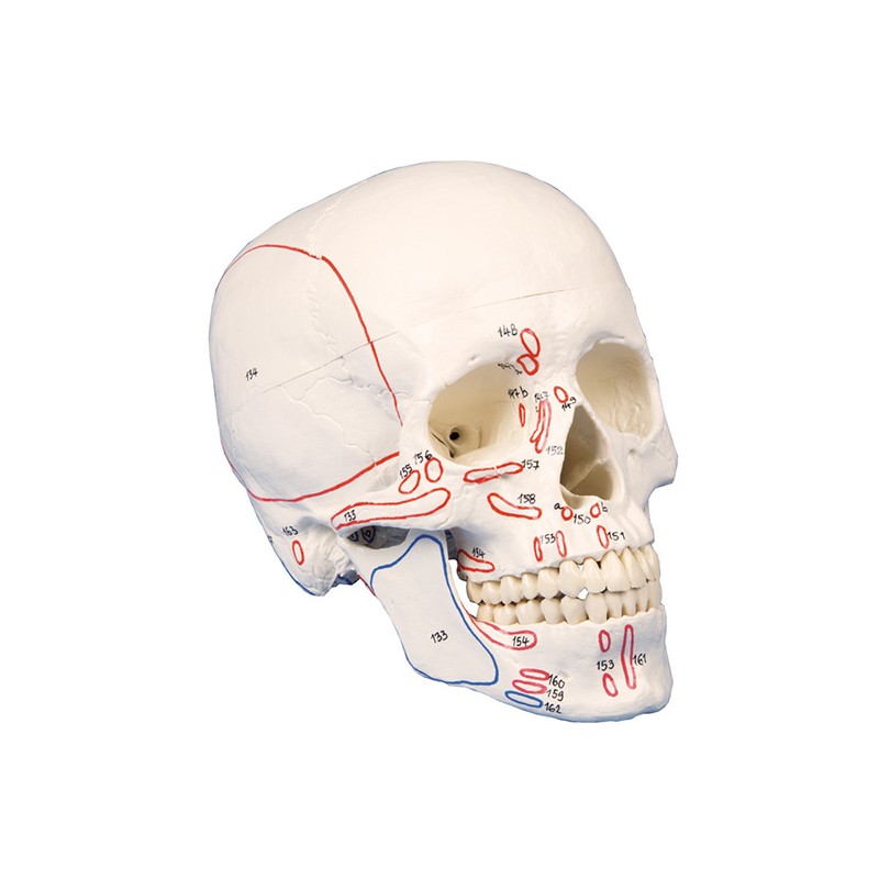 Skull w/muscle markings
