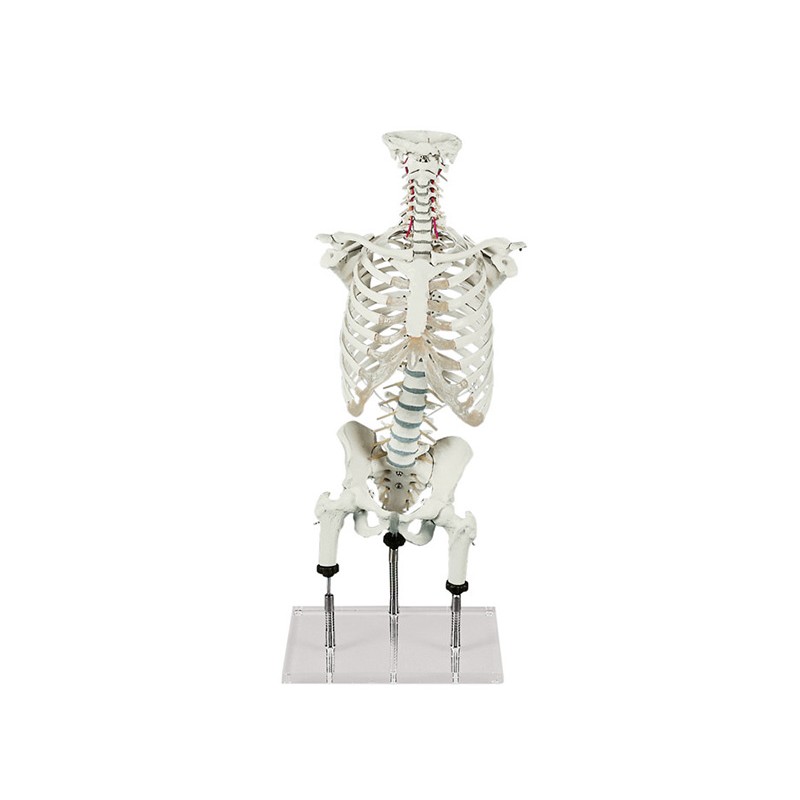 Flexible Spine with Thorax, Pelvis and Femur