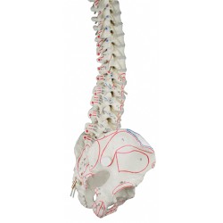 Flexible Spine with Muscle Markings
