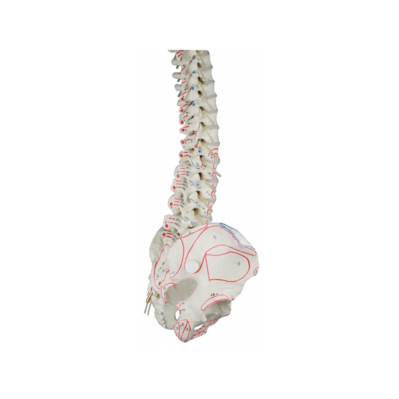 Flexible Spine with Muscle Markings