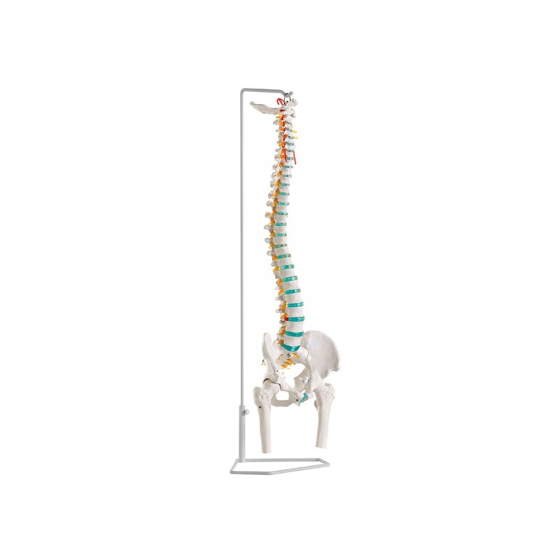 Flexible Spine with Femur
