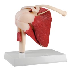 Shoulder joint with muscles