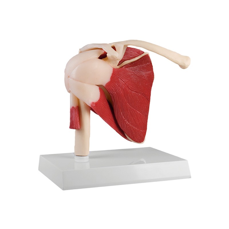 Shoulder joint with muscles