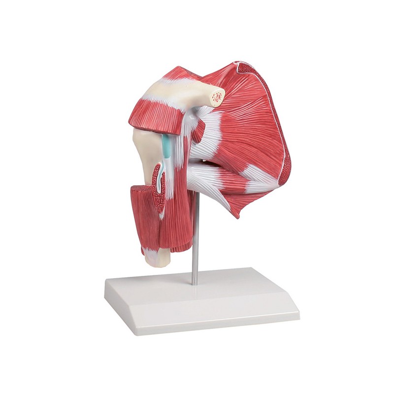 Shoulder with muscles and ligaments