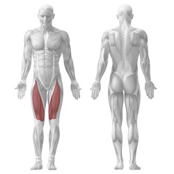 Tannac Quadriceps/ Leg Extension with ROM