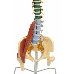 Muscle Spine on Stand