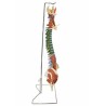 Muscle Spine on Stand