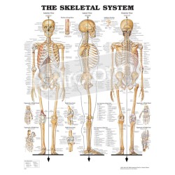 "The Skeletal System" - Anatomisk Plakat