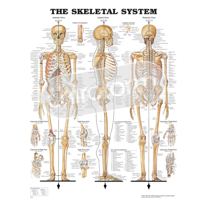 "The Skeletal System" - Anatomical Chart