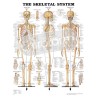 "The Skeletal System" - Anatomisk Plakat