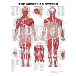 "The Muscular System" - Anatomical Chart