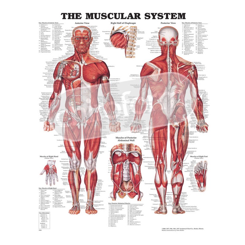 "The Muscular System" - Anatomisk Plakat