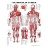 "The Muscular System" - Anatomical Chart
